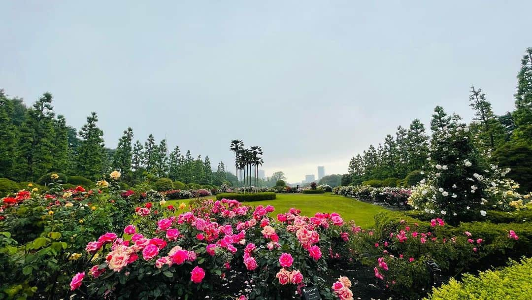 井脇幸江さんのインスタグラム写真 - (井脇幸江Instagram)「雨の中、行ってきました。  新宿御苑🌹  今日しかない 今見なければ  そんな思いに駆られて  心情的には、雨だから良かった☔️  心に、少しだけ降り注いだ雨  冷たい雨に雷だったけど  薔薇たちに、出会えて良かった☺️  ありがとう💓  #Ballet #Dancer #バレエ #バレエダンサー #芸術 #芸術観賞 #舞台 #stage #トスカ #大人 #美の世界 #四ッ谷 #Iwaki Ballet Company #IBC #バレエスタジオ #バレエ教師 #バレエ教室 #美しい #楽しい #人生 # 健康 #東京 #井脇幸江 #新宿御苑 #薔薇園」5月11日 21時49分 - yukie.iwaki