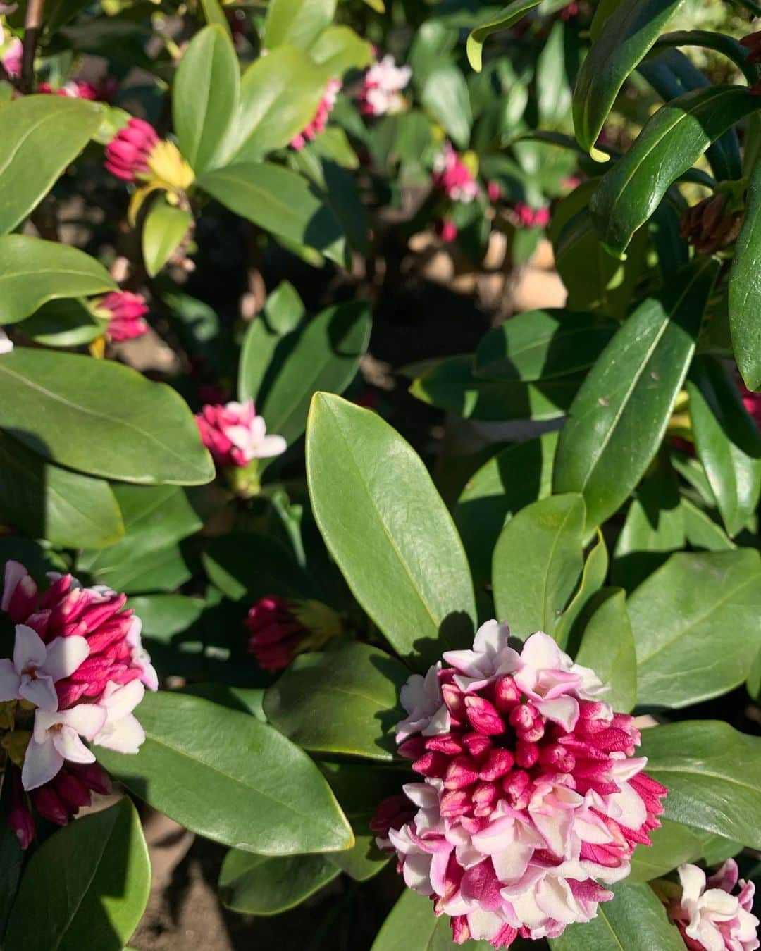 本山なみのインスタグラム：「#flowers」