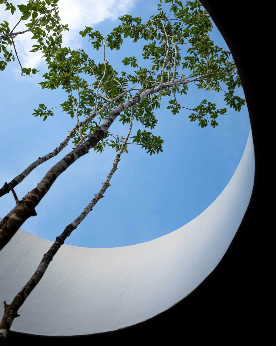 s_shoheyのインスタグラム：「. Look up！ .」