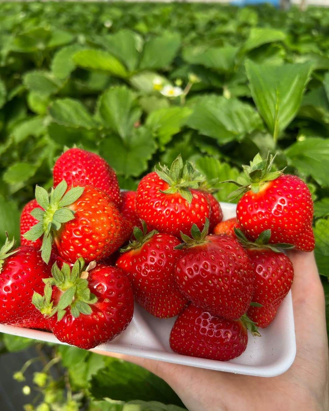 川村文乃さんのインスタグラム写真 - (川村文乃Instagram)「40個食べた🍓  久しぶりに西島園芸団地へ🏳️  #ANGERME#アンジュルム#川村文乃#高知#かむ高知観光#西島園芸団地#南国市」5月11日 21時54分 - ayano_kawamura.official