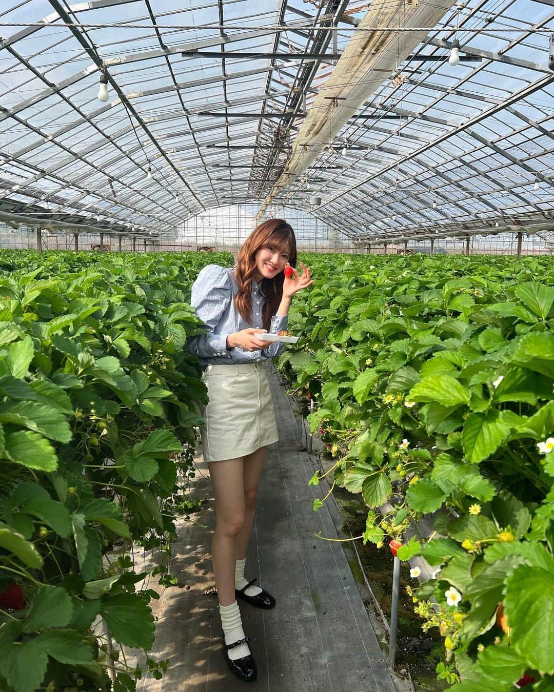 川村文乃のインスタグラム：「40個食べた🍓  久しぶりに西島園芸団地へ🏳️  #ANGERME#アンジュルム#川村文乃#高知#かむ高知観光#西島園芸団地#南国市」