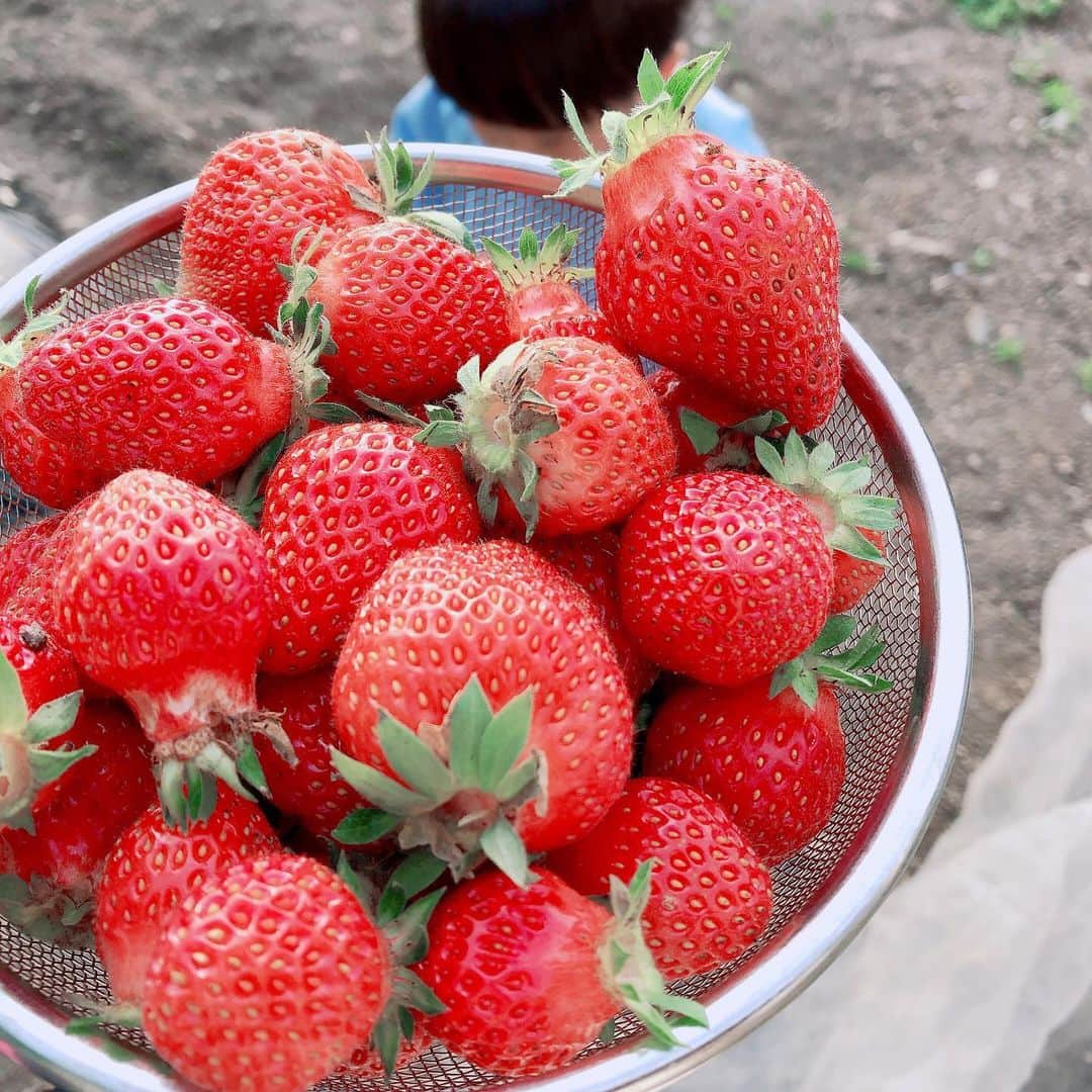 久保田夏菜のインスタグラム：「嬉しい嬉しい！大収穫！  ばあばありがとう。  イチゴはばあば担当。  #安芸高田市　#田舎暮らし　#イチゴ」