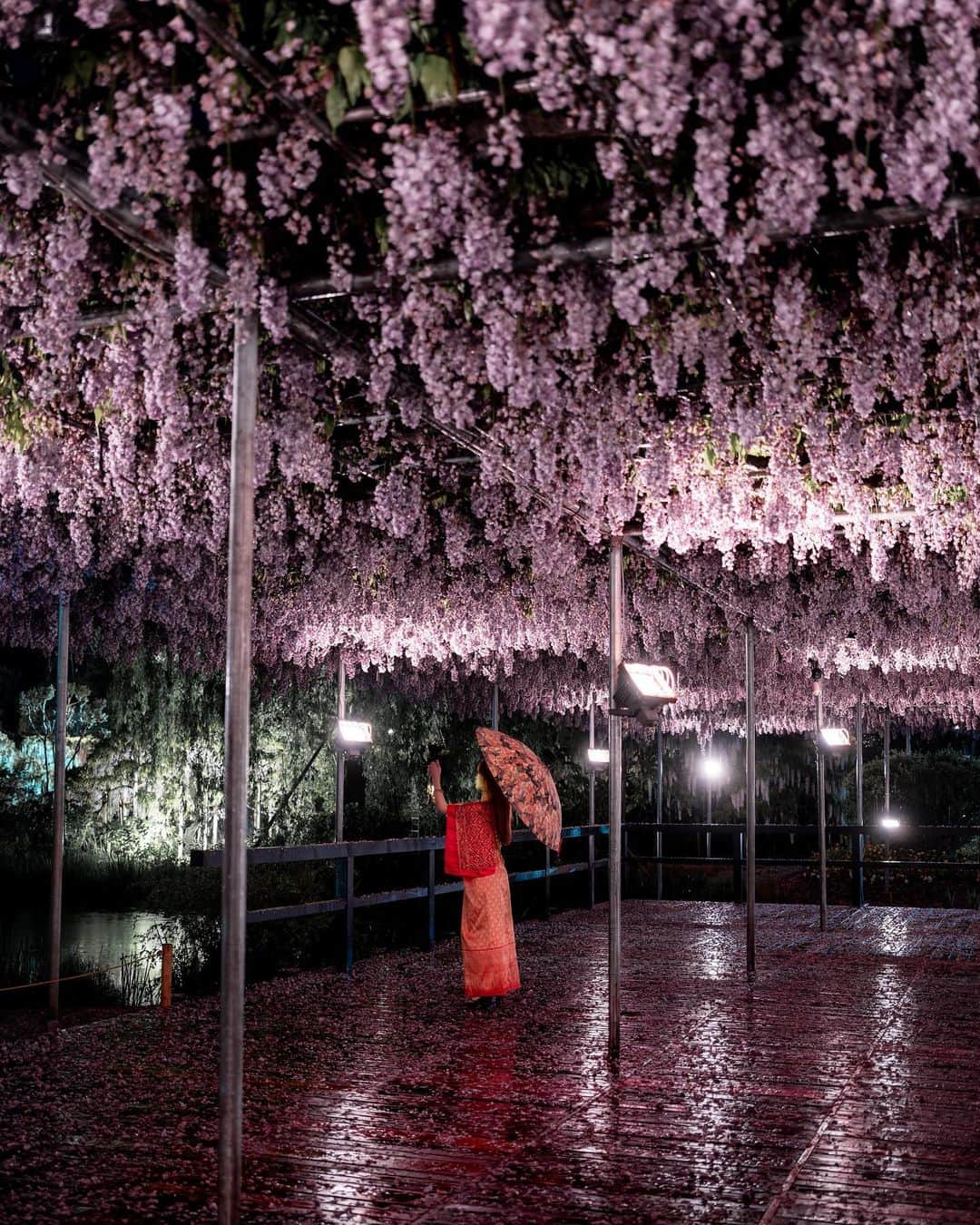shabonのインスタグラム：「* . . . . . 1枚目、3枚目は また違った種類の藤😳🍇 下に花びらが落ちてるのも 綺麗でした🫶💕 . . model : @ayaketty1685 . . FUJIFILM GFX50S II /  GF45mm F2.8 R WR . . . . . . *」