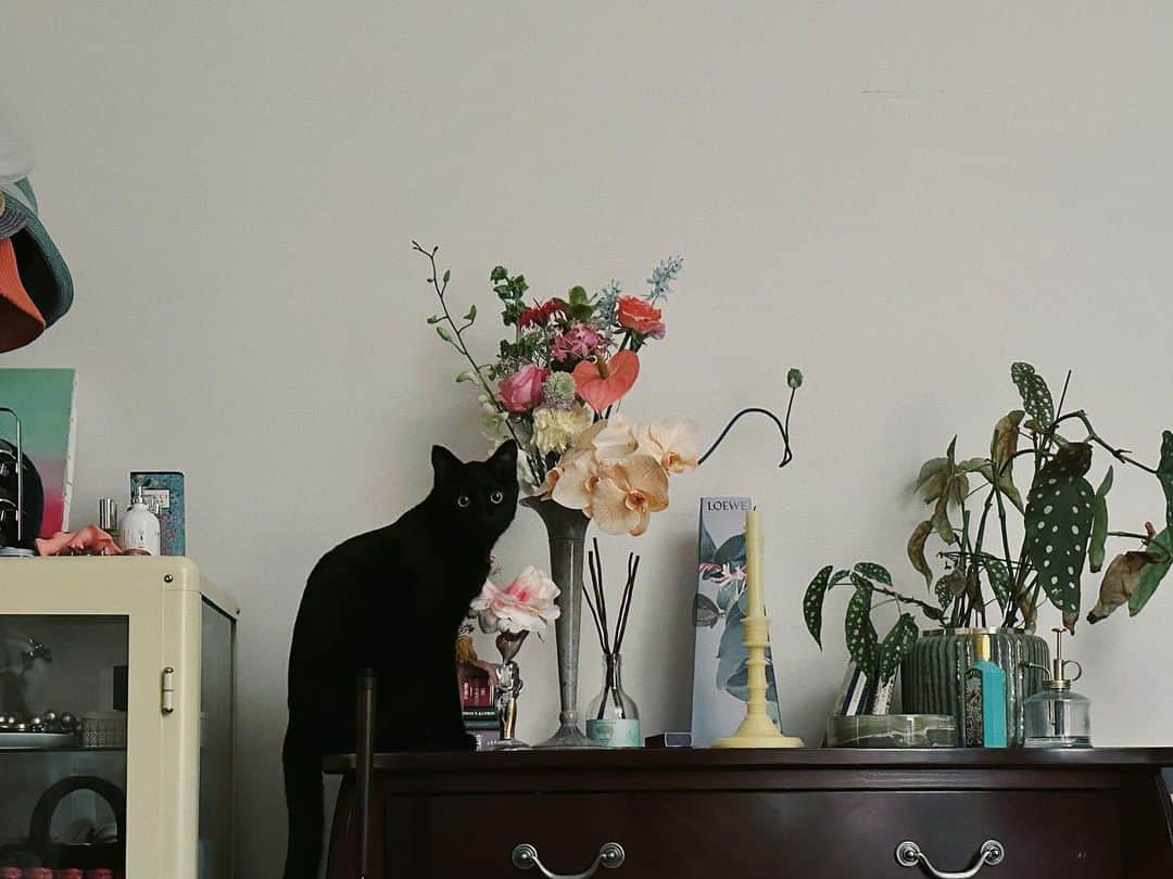 相羽瑠奈のインスタグラム：「🐈‍⬛ 💐💠🏺🪻  可愛すぎる花束…！！！  店舗営業最終日に沢山お花をいただいたので、 今お部屋がお花屋さんみたいになってます、可愛い。。 幸せだ〜。ありがとうございます🕊️❁」