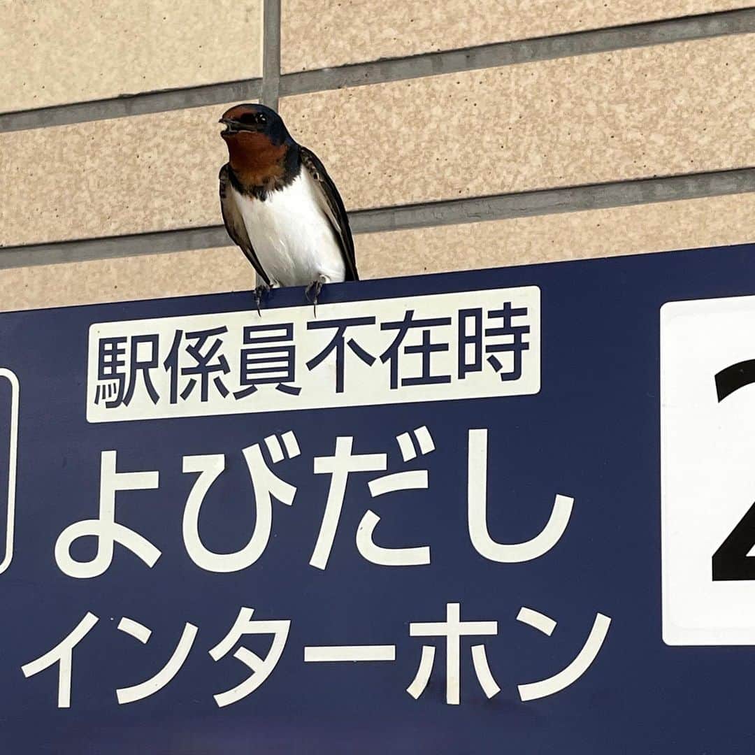 南里沙さんのインスタグラム写真 - (南里沙Instagram)「駅でつばめの駅長さんがお仕事してました😊お仕事お疲れ様です♪  #つばめ #つばめの駅長さん #駅長 #クロマチックハーモニカ #南里沙」5月11日 22時54分 - minami_risa