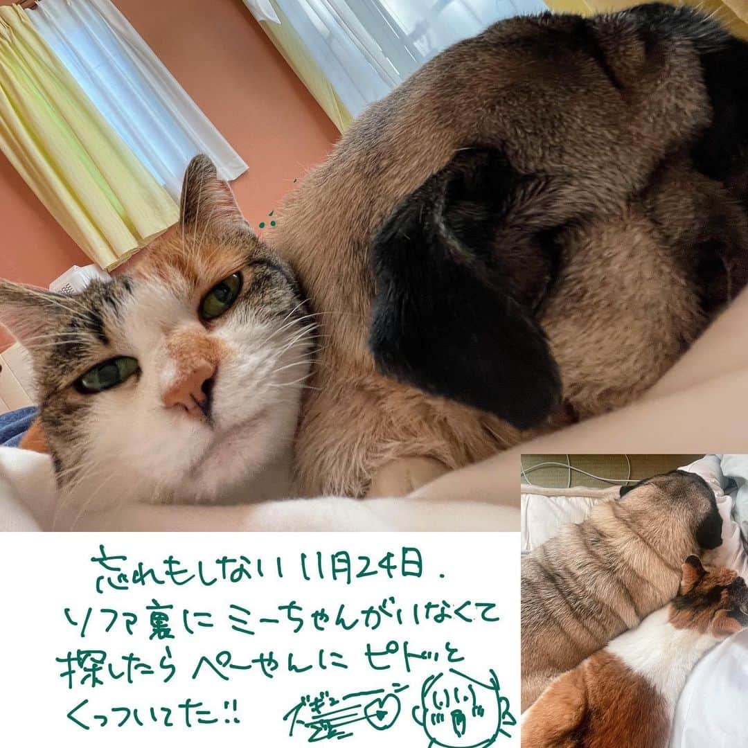 山森めぐみさんのインスタグラム写真 - (山森めぐみInstagram)「猫が来た話の続き！  ちなみにミーちゃんは保護当時2.4kg 手術を提案された時は2.8kg前後でした。 毛のせいか一見ふっくら見えるんだけど触ると腰骨の形がハッキリ分かるくらい痩せていました。 点滴と愛の刺身で体調が整ってきた去年の晩秋頃のミーちゃんの話です。  最後の写真を見てもらったら分かるように、ミーちゃんとぺーやんは今はもう離れがたきふたりとなっています。   #猫ちゃんが来た話  #絵日記  #保護  #地域猫」5月11日 23時23分 - aneeejya