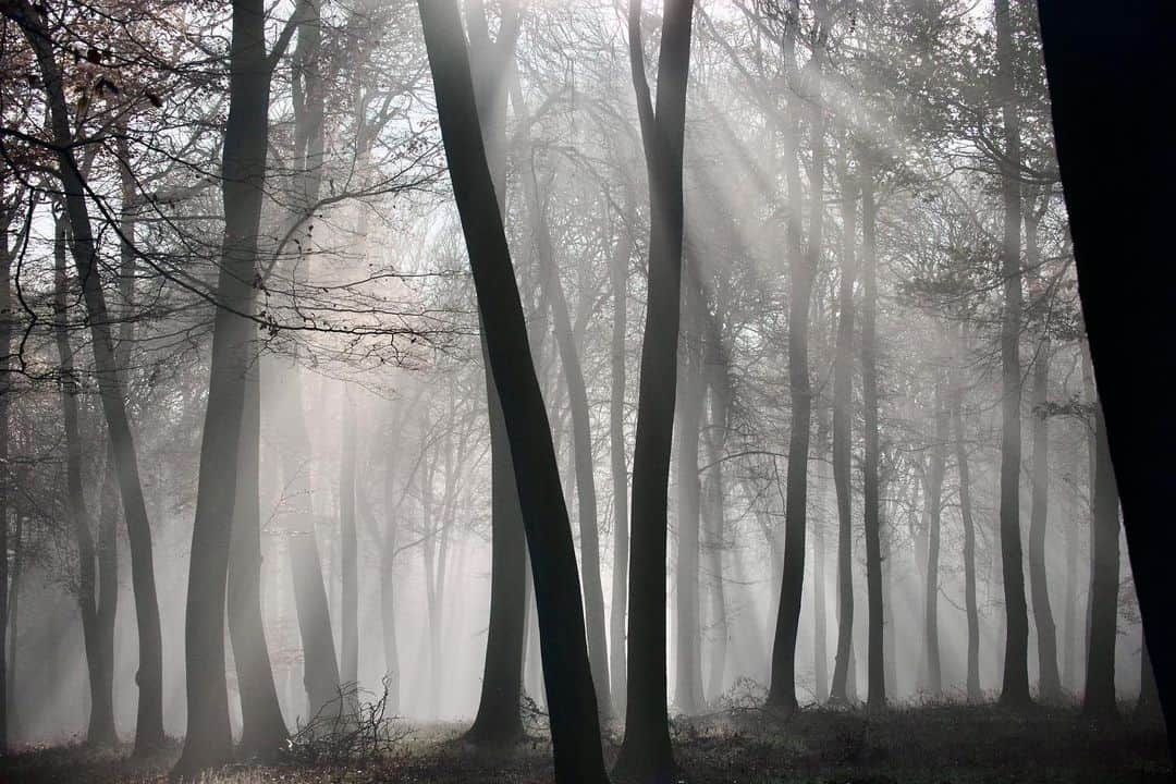 Fujifilm UKのインスタグラム：「Lost in the beauty of the woods 🌅  "On a peaceful morning, I walked amongst the trees and the sun filtered through to create the hazy rays of light. It was a time for quiet reflection and I wanted to capture the moment."  📸: @gzphoto_  #FUJIFILMXT20 XC50-230mmF4.5-6.7 OIS II f/5, ISO 800, 1/2,000 sec.」