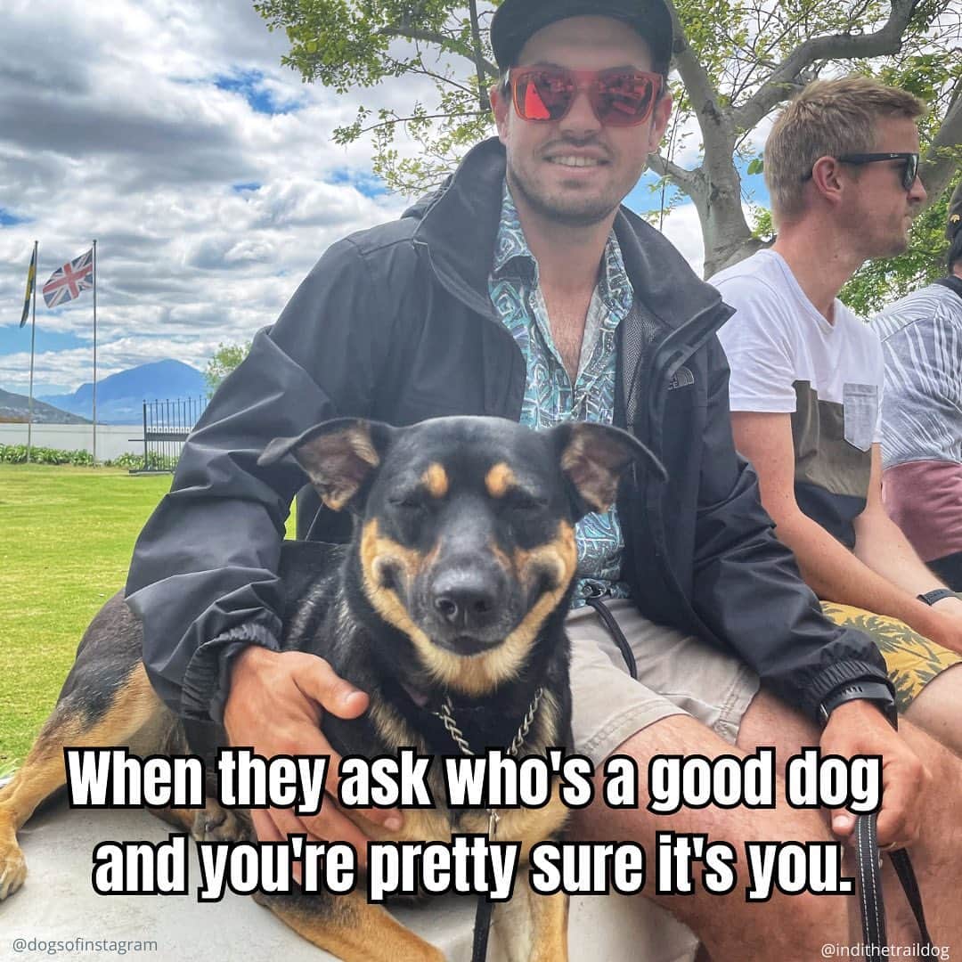 DogsOf Instagramのインスタグラム：「Dogs are simply *the best* & parenting these loveable goofballs is a lot of fun. Ever wonder what type of dog parent you are? (Aside from “THE BEST" obviously) Take our quiz in our bio to find out!  📸: featuring a few of our fav pet pawrent submissions @indithetraildog @mino.the.minion @ares_the_pug @jacinto_handsome_devil_pup @niikkothedirewolf @derfexa @boomerbetsy @angelarussellxoxo @olive.thefrenchbulloxer @goaheadriley   #dogpawrent #dogparents #dogsofinstagram ##petparenting #greatpetliving #greatpetcare」