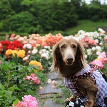 くるみんさんのインスタグラム写真 - (くるみんInstagram)「* 5月12日 こむぎさんの2回目の命日 2年前の10:36に息を引き取りました。 辛い抗がん剤治療に耐えながら2ヶ月頑張りました。  こむぎさん、お空🌈の生活はどうかな？ こむぎさんが居なくなって寂しがってたあずきちゃんがお姉ちゃんになったよ。 あずきとひまりを見守ってね  #ミニチュアダックスフンド #ミニチュアダックスフント #ミニチュアダックス #ミニチュアダックス部 #イザベラ #イザベラタン #イザベラダックス #ダックス多頭飼い #ダックスフント #ダックスフンド #ダックス #ダックスの日常 #ダックス部 #ダックス短足部 #リンパ腫 #急性リンパ性白血病 #all #虹の橋組 #命日 #いぬばか部 #いぬすたぐらむ #短足部 #dachshund #dachs #dogstagram #dog #instagramdogs #inustagram #inutome #きょうのダックス」5月12日 9時13分 - michirumugiazu