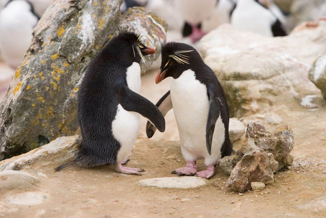 ナショナルジオグラフィックさんのインスタグラム写真 - (ナショナルジオグラフィックInstagram)「Photo by @irablockphoto | Seen here on New Island, one of the Falkland Islands (Islas Malvinas), rockhopper penguins are named for their habitat and behavior—they bound among craggy shorelines rather than waddle. Follow me @irablockphoto for more travel stories」5月12日 10時00分 - natgeo