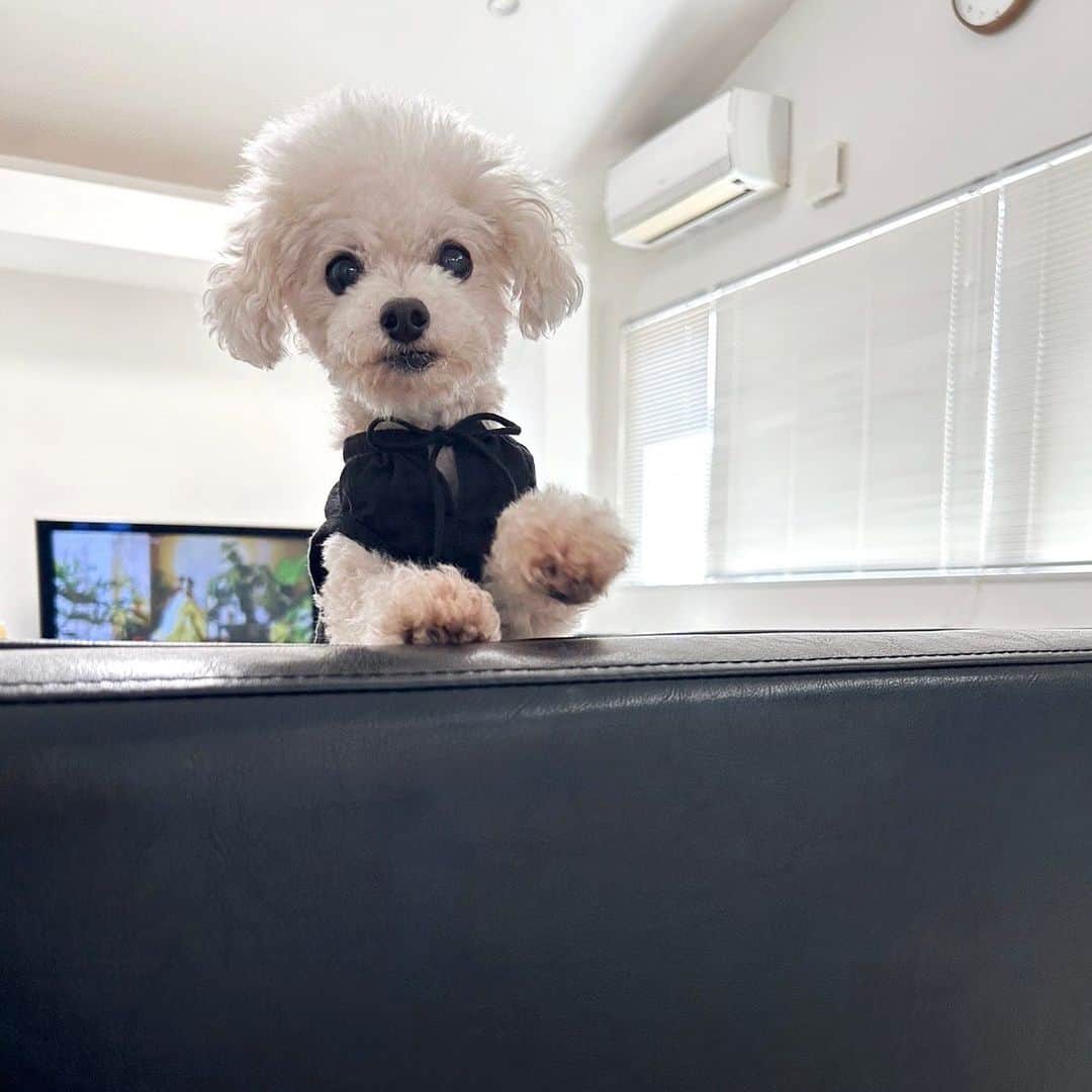 mizuのインスタグラム：「•‧̫•  #lotta_lotta #dogstagram #toypoodle #teacuppoodle #トイプードル #わんこ #犬のいる暮らし #犬との暮らし #わんこのいる生活 #ティーカッププードル  #犬服 #loccheshop」