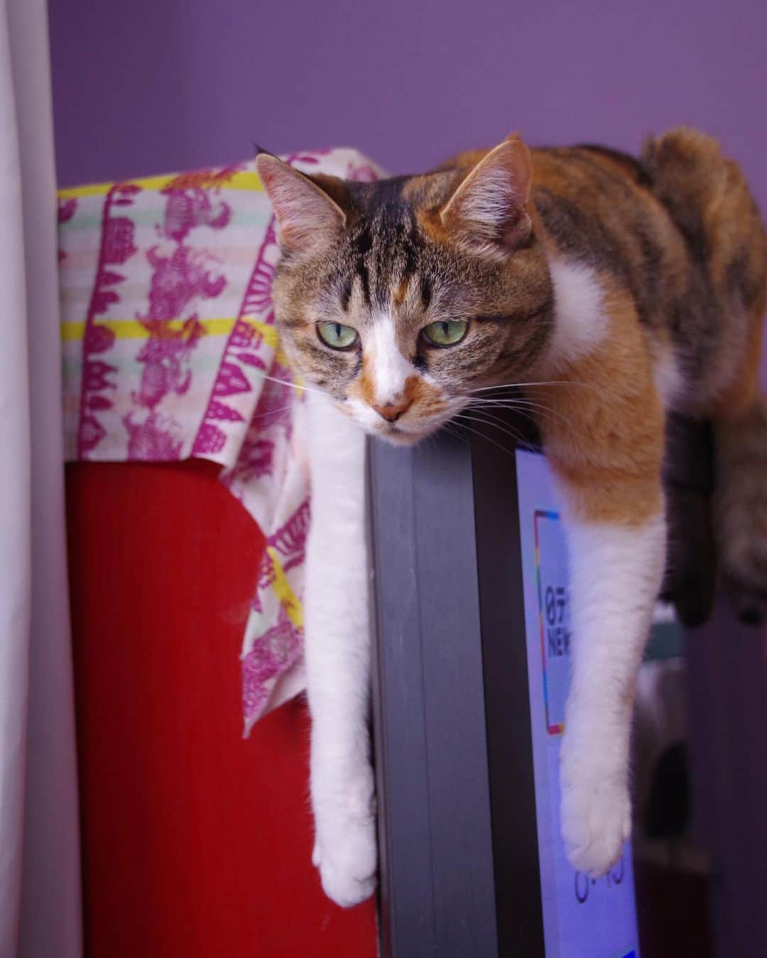Kachimo Yoshimatsuさんのインスタグラム写真 - (Kachimo YoshimatsuInstagram)「タレ寝｡  一眼レフで撮ってみた。  拡大してみてね。  #うちの猫ら #castella #猫 #ねこ #ニャンスタグラム #にゃんすたぐらむ #ねこのきもち #cat #ネコ #catstagram #ネコ部 http://kachimo.exblog.jp」5月12日 10時17分 - kachimo