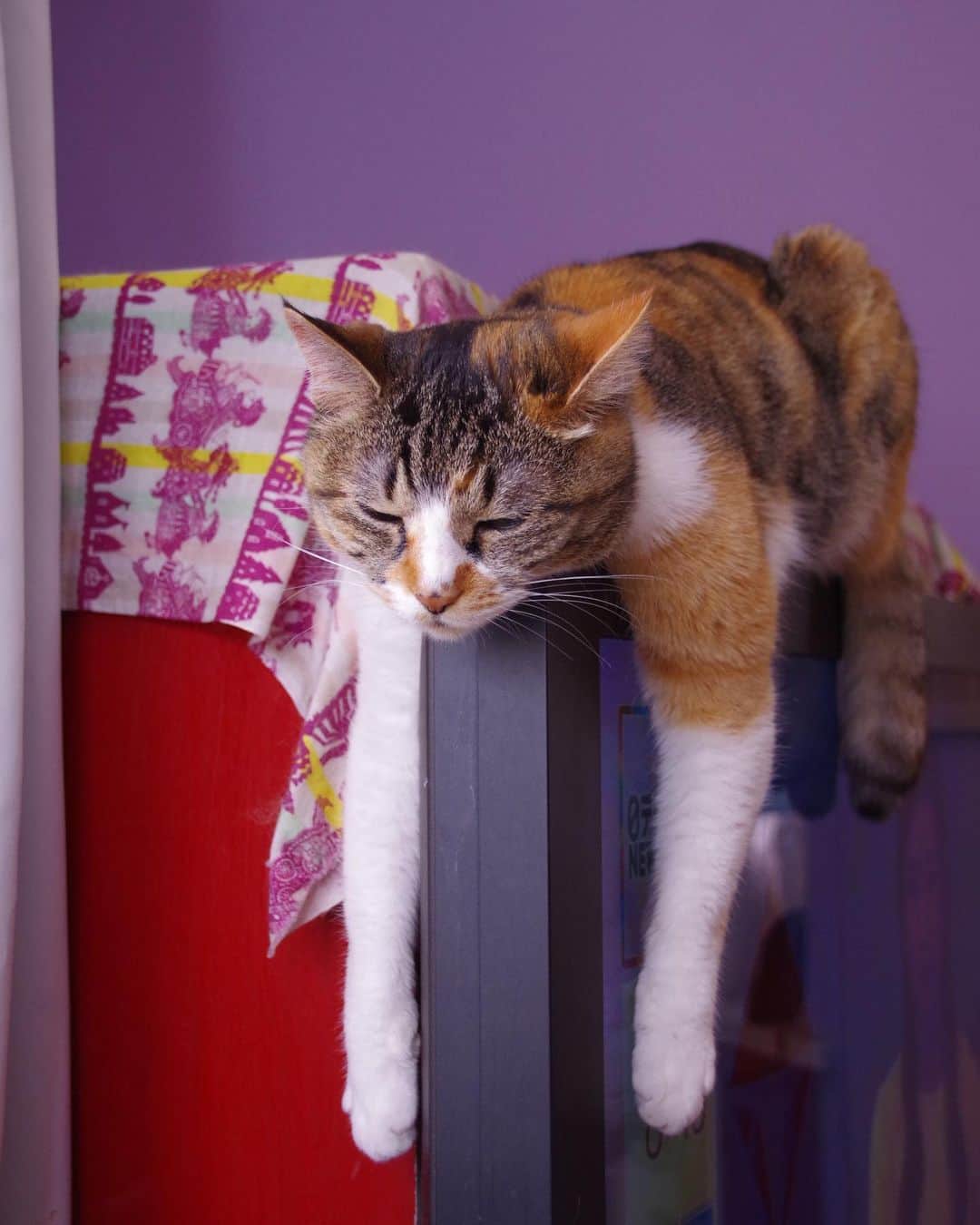 Kachimo Yoshimatsuのインスタグラム：「タレ寝｡  一眼レフで撮ってみた。  拡大してみてね。  #うちの猫ら #castella #猫 #ねこ #ニャンスタグラム #にゃんすたぐらむ #ねこのきもち #cat #ネコ #catstagram #ネコ部 http://kachimo.exblog.jp」