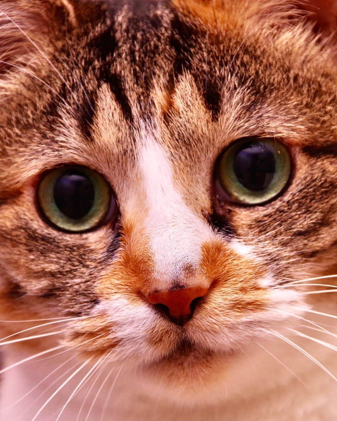 Kachimo Yoshimatsuさんのインスタグラム写真 - (Kachimo YoshimatsuInstagram)「久しぶりに一眼レフで撮った。 やっぱり綺麗だ。  ぜひ拡大してみて下さい。  #うちの猫ら #猫 #castella #ねこ #ニャンスタグラム #にゃんすたぐらむ #ねこのきもち #cat #ネコ #catstagram #ネコ部 http://kachimo.exblog.jp」5月12日 1時42分 - kachimo