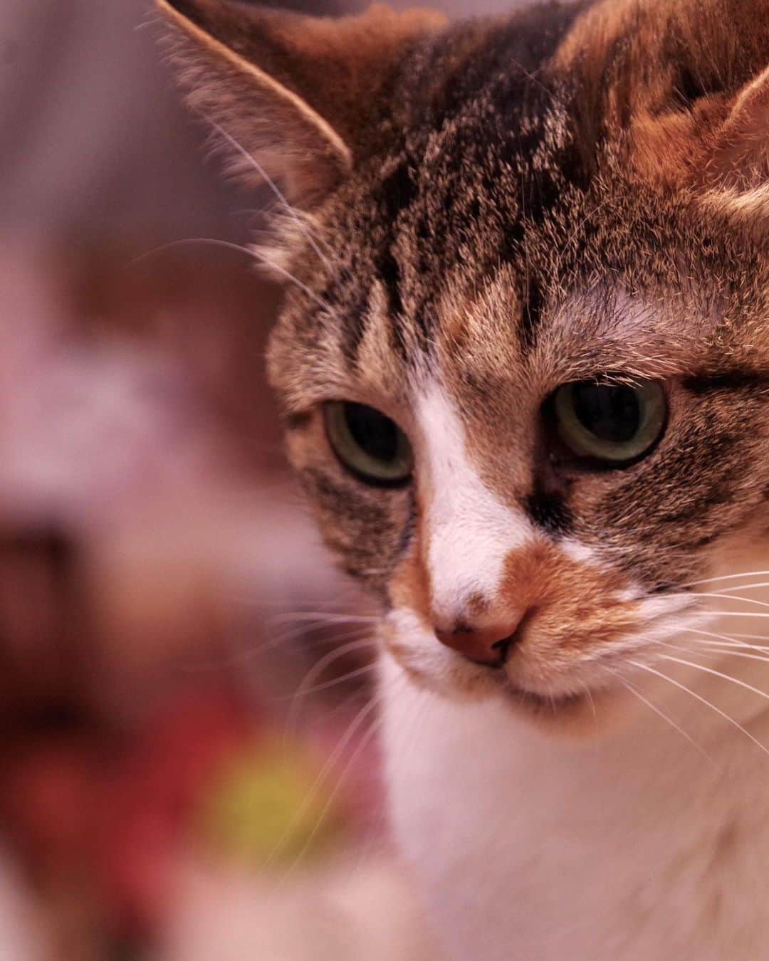 Kachimo Yoshimatsuさんのインスタグラム写真 - (Kachimo YoshimatsuInstagram)「久しぶりに一眼レフで撮った。 やっぱり綺麗だ。  ぜひ拡大してみて下さい。  #うちの猫ら #猫 #castella #ねこ #ニャンスタグラム #にゃんすたぐらむ #ねこのきもち #cat #ネコ #catstagram #ネコ部 http://kachimo.exblog.jp」5月12日 1時42分 - kachimo