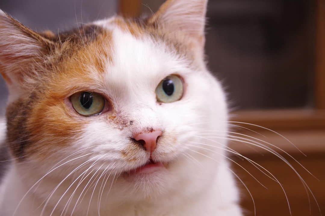 Kachimo Yoshimatsuさんのインスタグラム写真 - (Kachimo YoshimatsuInstagram)「久しぶりに一眼レフで撮った。  #うちの猫ら #猫 #ねこ #ニャンスタグラム #mikeko #にゃんすたぐらむ #ねこのきもち #cat #ネコ #catstagram #ネコ部 http://kachimo.exblog.jp」5月12日 1時47分 - kachimo