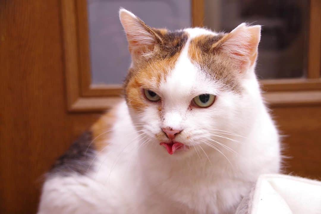 Kachimo Yoshimatsuさんのインスタグラム写真 - (Kachimo YoshimatsuInstagram)「久しぶりに一眼レフで撮った。  #うちの猫ら #猫 #ねこ #ニャンスタグラム #mikeko #にゃんすたぐらむ #ねこのきもち #cat #ネコ #catstagram #ネコ部 http://kachimo.exblog.jp」5月12日 1時47分 - kachimo