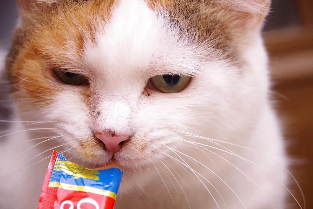 Kachimo Yoshimatsuのインスタグラム：「久しぶりに一眼レフで撮った。  #うちの猫ら #猫 #ねこ #ニャンスタグラム #mikeko #にゃんすたぐらむ #ねこのきもち #cat #ネコ #catstagram #ネコ部 http://kachimo.exblog.jp」
