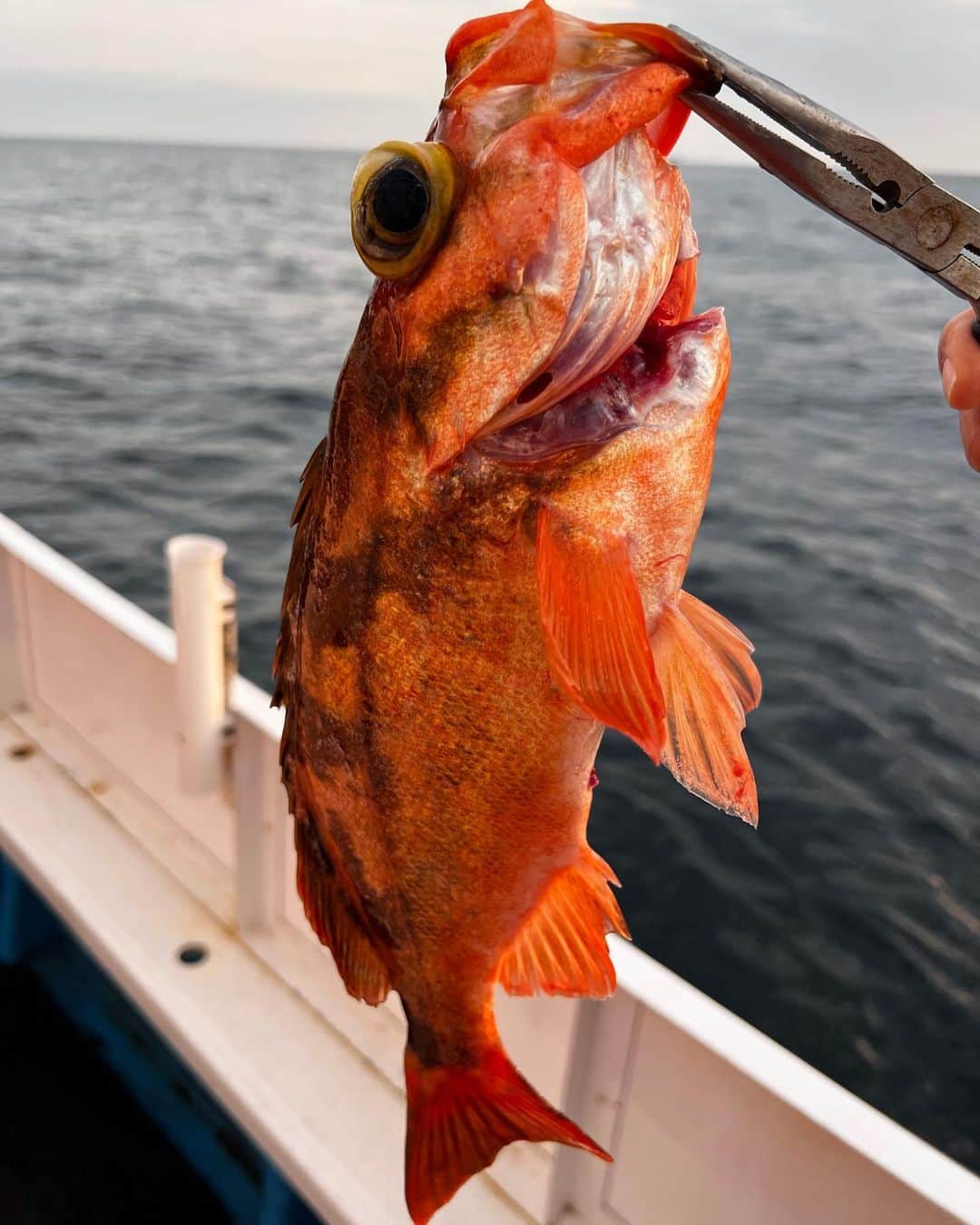 佐々木洋平のインスタグラム：「弾丸で青森に行って 根魚チャレンジしてきた🐟  沖メバルとタラとソイ釣れましてん🎣  #fishing  #fishinglife」