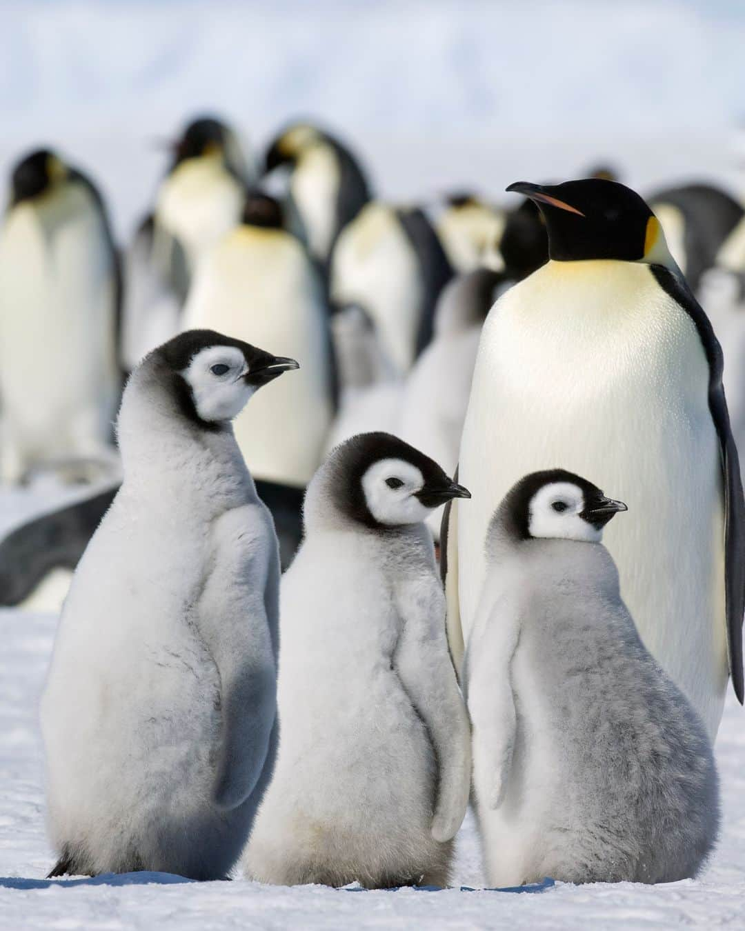 アニマルプラネットさんのインスタグラム写真 - (アニマルプラネットInstagram)「Did you know that penguins defecate by shooting waste from their rectums? Their feces can travel as far as four feet! 💩  Photo by David Schultz  #Wildlife #WildlifePhotography #Animals #Penguin #FunFact」5月12日 5時13分 - animalplanet