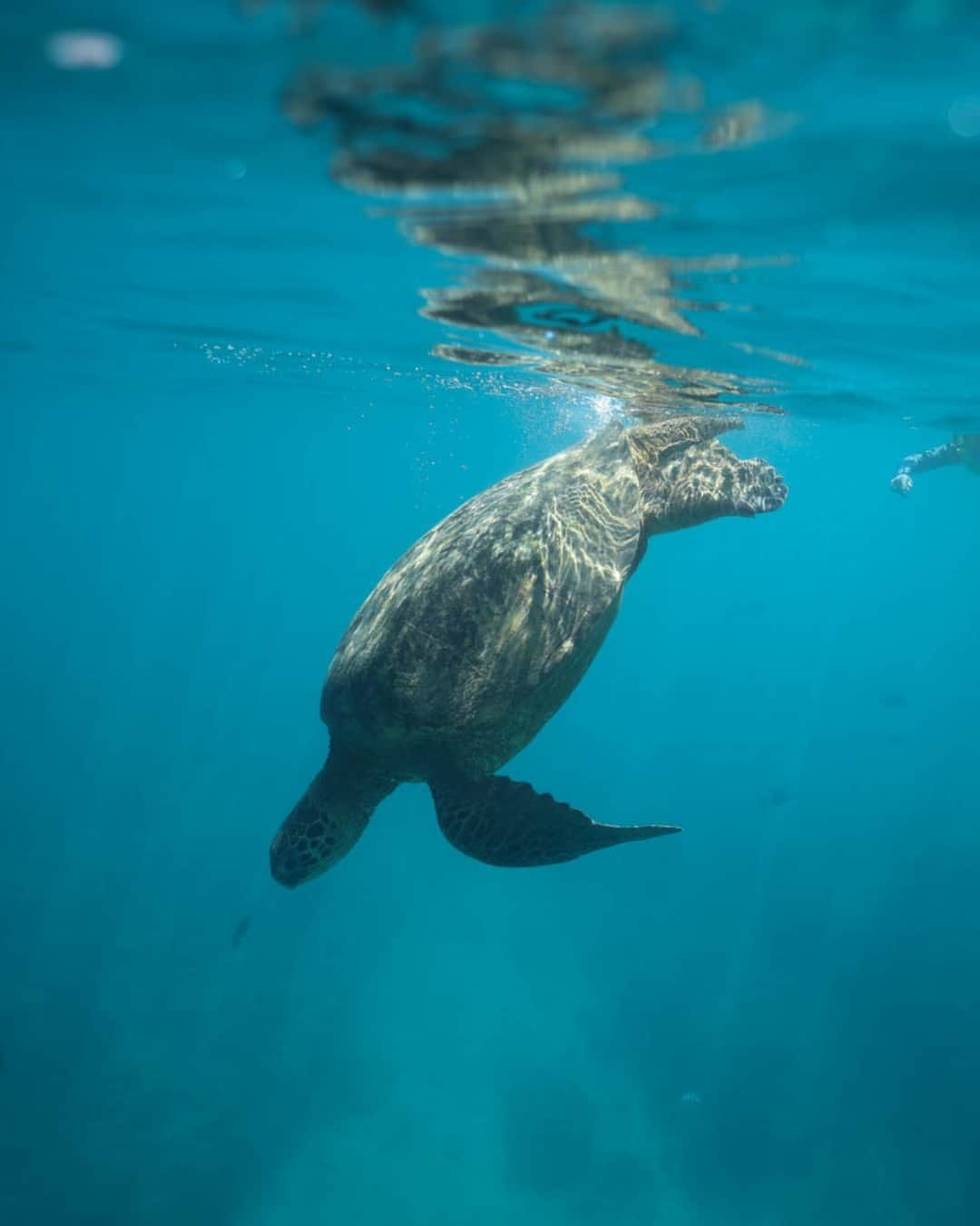 And Youのインスタグラム：「Diving into the crystal-clear waters of the Pacific Ocean in Hawaii is like entering a world of wonder and grace. The underwater landscape is full of life, from the graceful sea turtles that glide past you to the colorful array of fish that dart among the coral. The experience is truly magical, as you take a moment to observe the beauty of the ocean from its depths. It's an experience that you won't soon forget, and one you'll never regret.  #hawaii #aloha #luckywelivealoha #oahu #oahutours #visithawaii #HawaiiActivities #islandsofaloha #greatlifehawaii #hawaiimilitary #hawaiivacation #livealoha #kamaaina #localdiscount #militarydiscount #DoMoreWithViator #oahuhawaii #dolphintour #andyoucreations #dolphinsandyou #honolulu #turtles #greenseaturtle #cuteanimals」