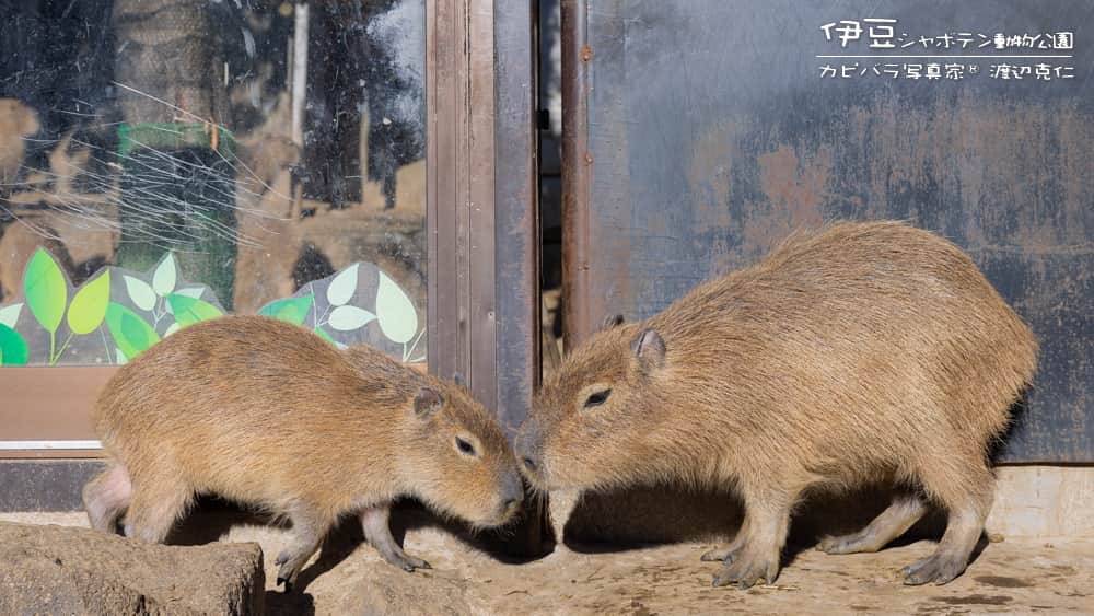 渡辺克仁さんのインスタグラム写真 - (渡辺克仁Instagram)「おはようございます。  #カピバラ #水豚 #capybara #おはよう」5月12日 7時00分 - katsuhito.watanabe