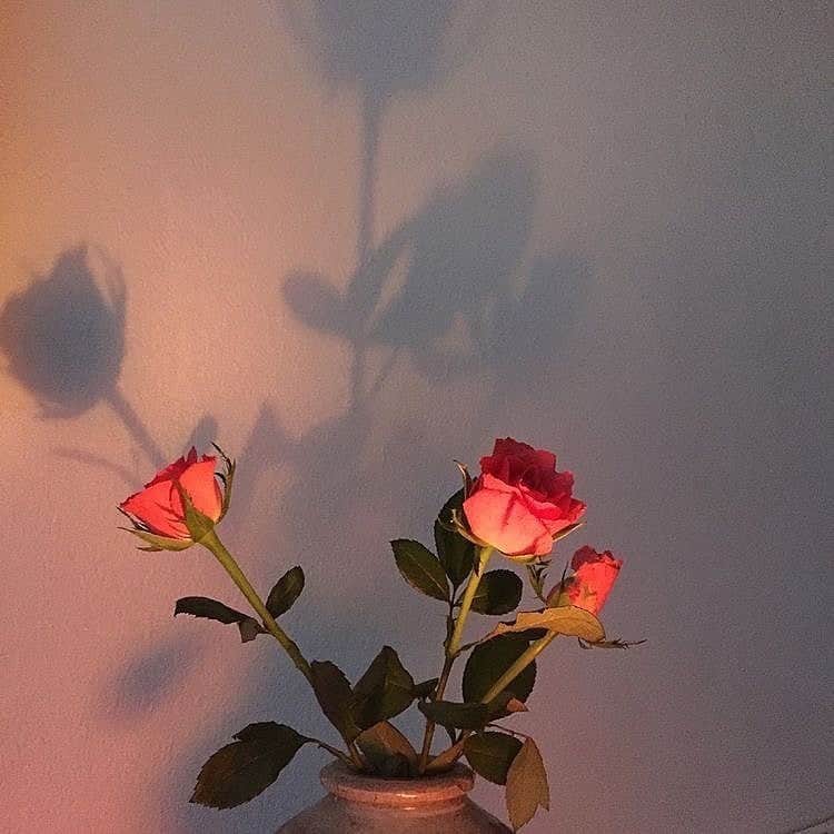 夢咲りおなのインスタグラム：「🌹」