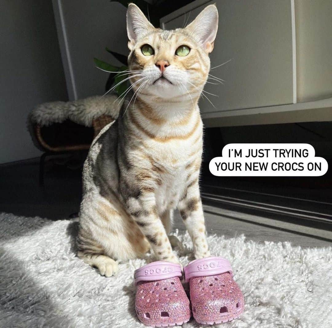 クロックスさんのインスタグラム写真 - (クロックスInstagram)「Cats giving mom energy… to remind you that Mother’s Day is Sunday 👀 Tag your mom」5月13日 0時00分 - crocs