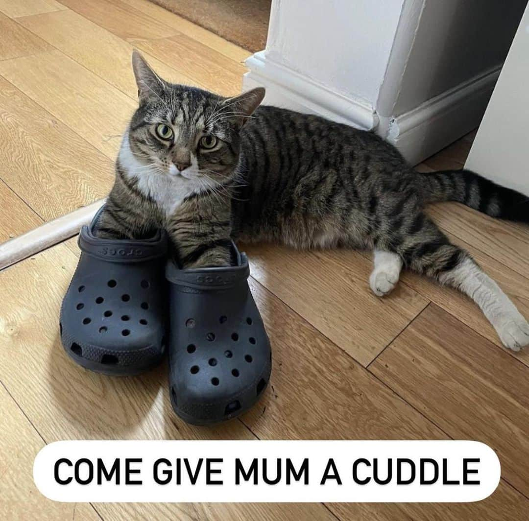 クロックスさんのインスタグラム写真 - (クロックスInstagram)「Cats giving mom energy… to remind you that Mother’s Day is Sunday 👀 Tag your mom」5月13日 0時00分 - crocs