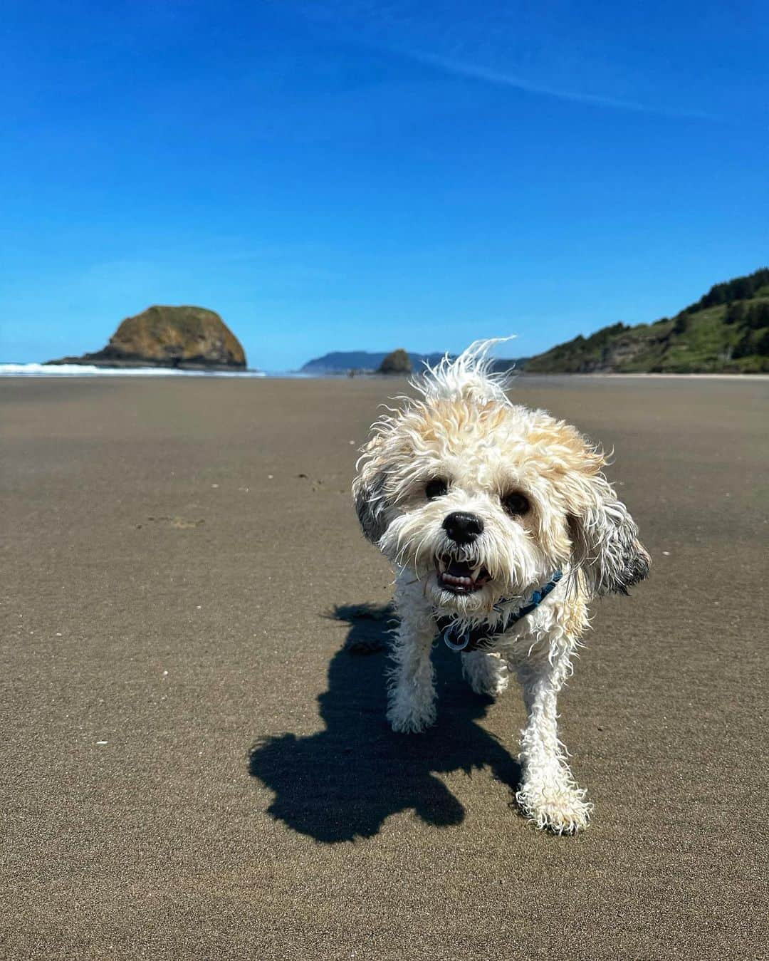 マリッサ・キャステリさんのインスタグラム写真 - (マリッサ・キャステリInstagram)「Beach day 🏖️ swipe left to see Mosby living his best life ❤️」5月12日 8時51分 - marissacastelli