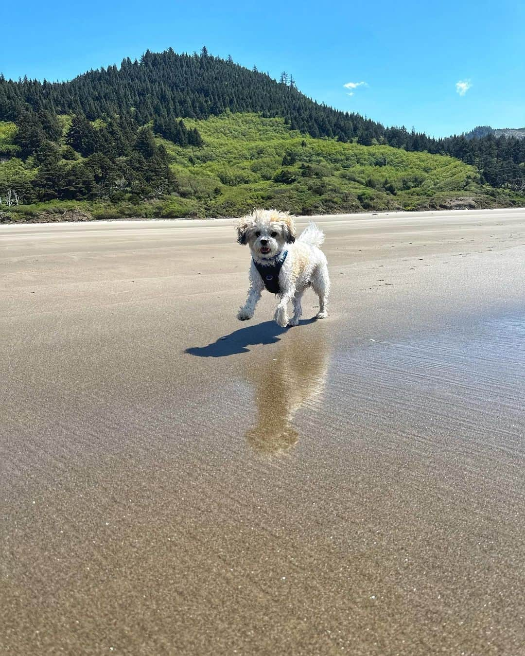 マリッサ・キャステリさんのインスタグラム写真 - (マリッサ・キャステリInstagram)「Beach day 🏖️ swipe left to see Mosby living his best life ❤️」5月12日 8時51分 - marissacastelli