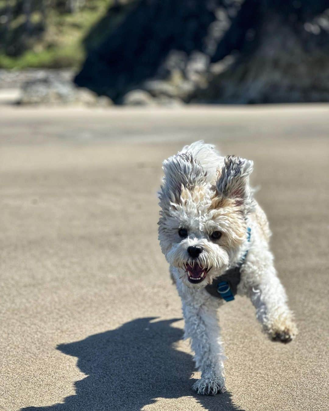 マリッサ・キャステリさんのインスタグラム写真 - (マリッサ・キャステリInstagram)「Beach day 🏖️ swipe left to see Mosby living his best life ❤️」5月12日 8時51分 - marissacastelli