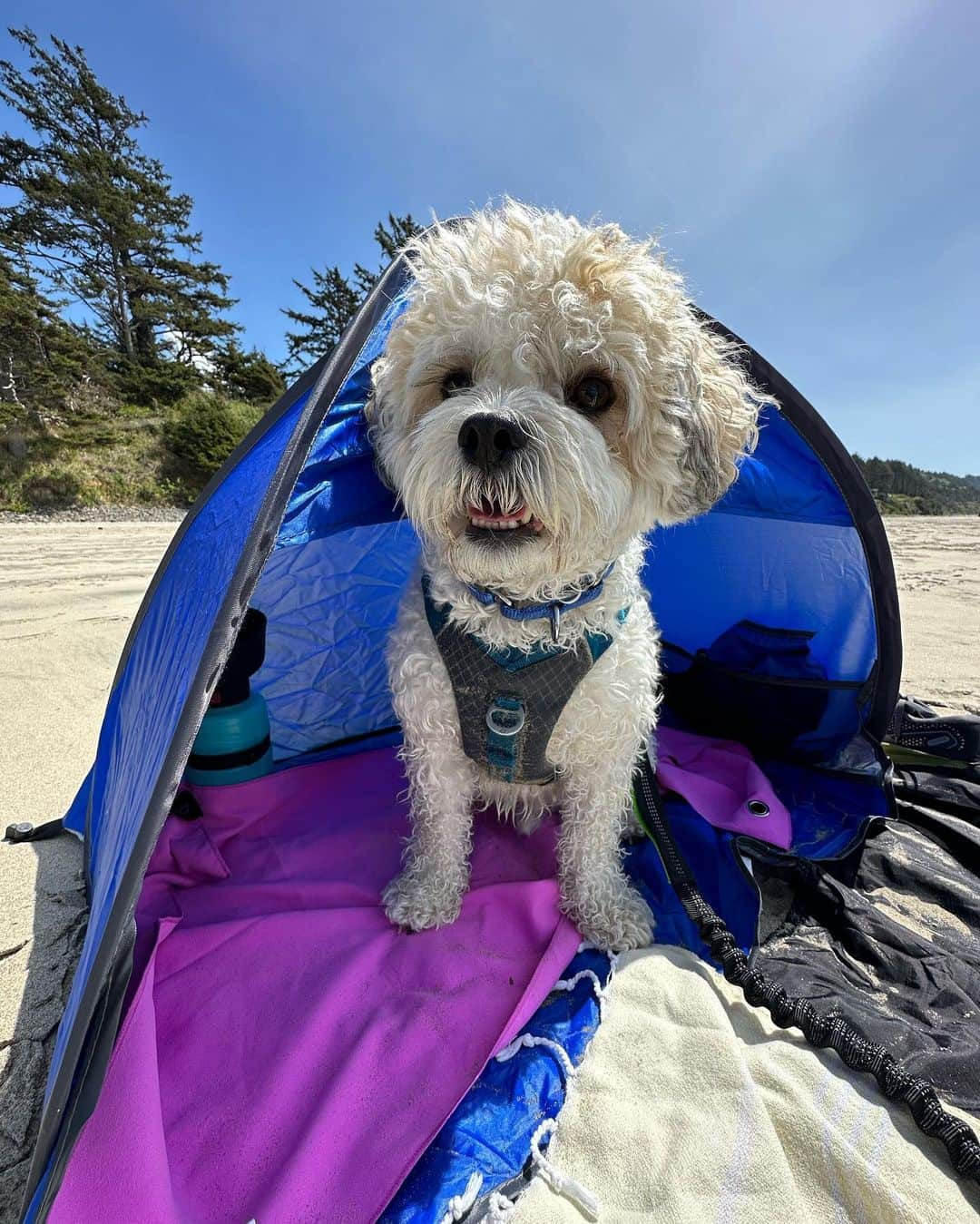 マリッサ・キャステリさんのインスタグラム写真 - (マリッサ・キャステリInstagram)「Beach day 🏖️ swipe left to see Mosby living his best life ❤️」5月12日 8時51分 - marissacastelli