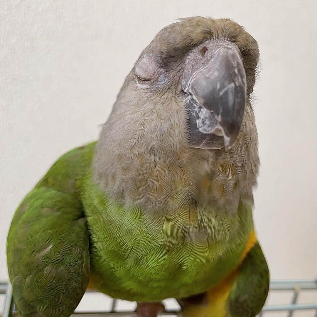 渕上舞のインスタグラム：「鳥のキス顔💋🦜  #渕上ひまわり #セネガルパロット #ネズミガシラハネナガインコ」