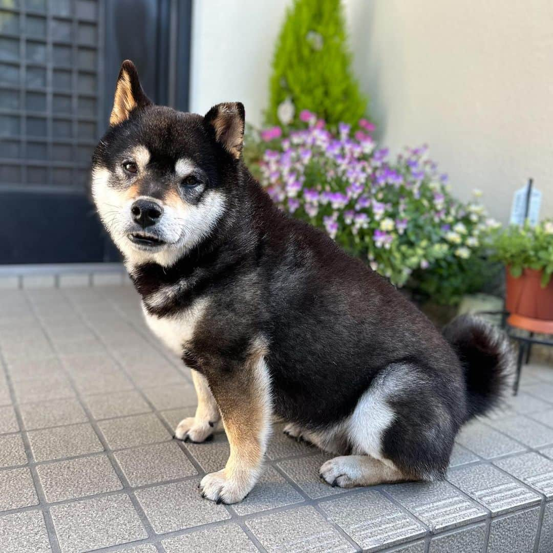 BlackRed shibasさんのインスタグラム写真 - (BlackRed shibasInstagram)「Good morning. Adorable Yamato.  やまと 痩せてきた… けど…  胴回りは凄いんです。 このフォルムが 大好き💖だったりします。 . . .  #2023yamato #柴犬 #shiba #shibainu #dog #rescuedog #rupinasu卒業犬 #rupinasu  #黒柴犬 #cute #元保護犬 #rescuedogs #japan #japandog #元保護犬今は過保護 #lovely #cute #cutestdog #awesomeanimals #mrdog #dogofthaday」5月12日 8時53分 - black_red_jp