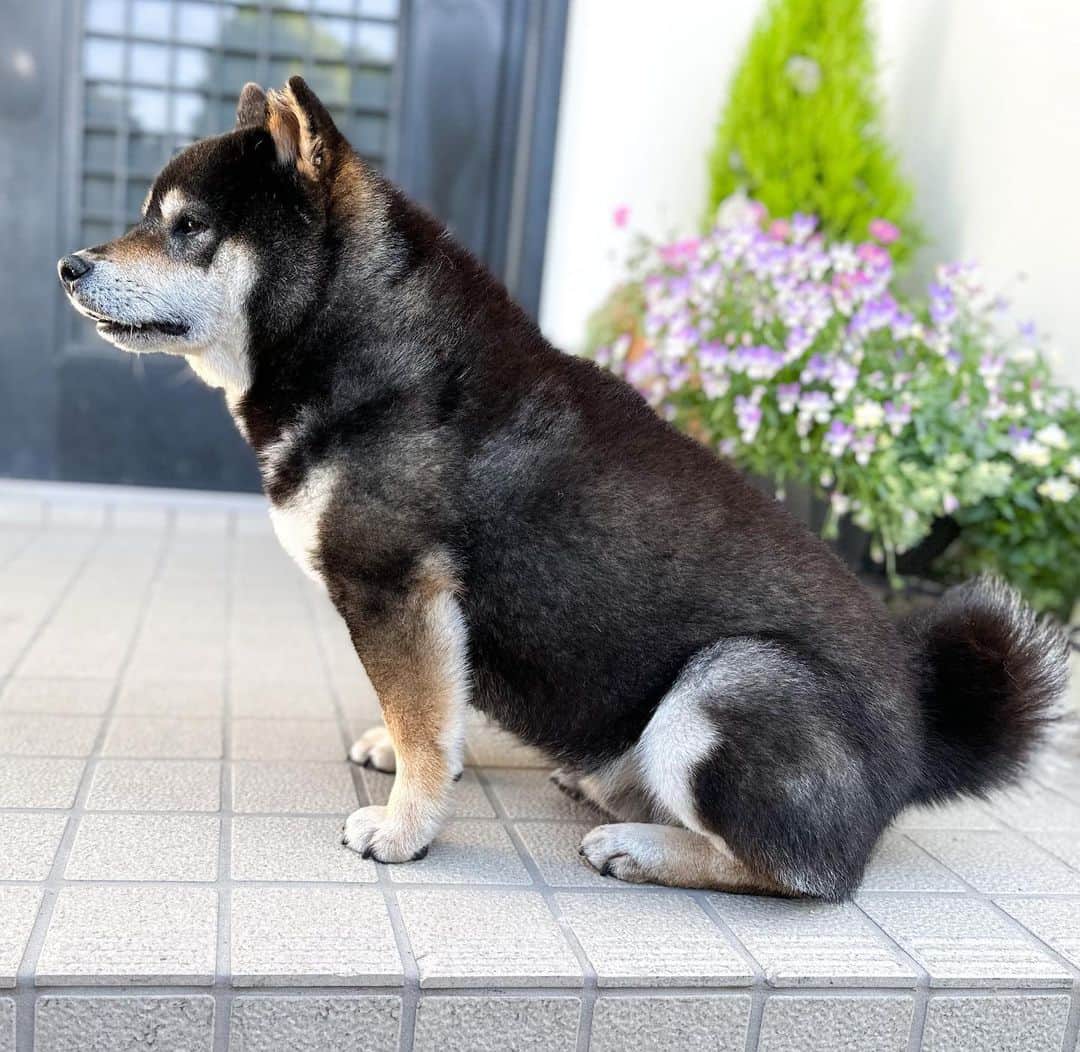 BlackRed shibasのインスタグラム：「Good morning. Adorable Yamato.  やまと 痩せてきた… けど…  胴回りは凄いんです。 このフォルムが 大好き💖だったりします。 . . .  #2023yamato #柴犬 #shiba #shibainu #dog #rescuedog #rupinasu卒業犬 #rupinasu  #黒柴犬 #cute #元保護犬 #rescuedogs #japan #japandog #元保護犬今は過保護 #lovely #cute #cutestdog #awesomeanimals #mrdog #dogofthaday」