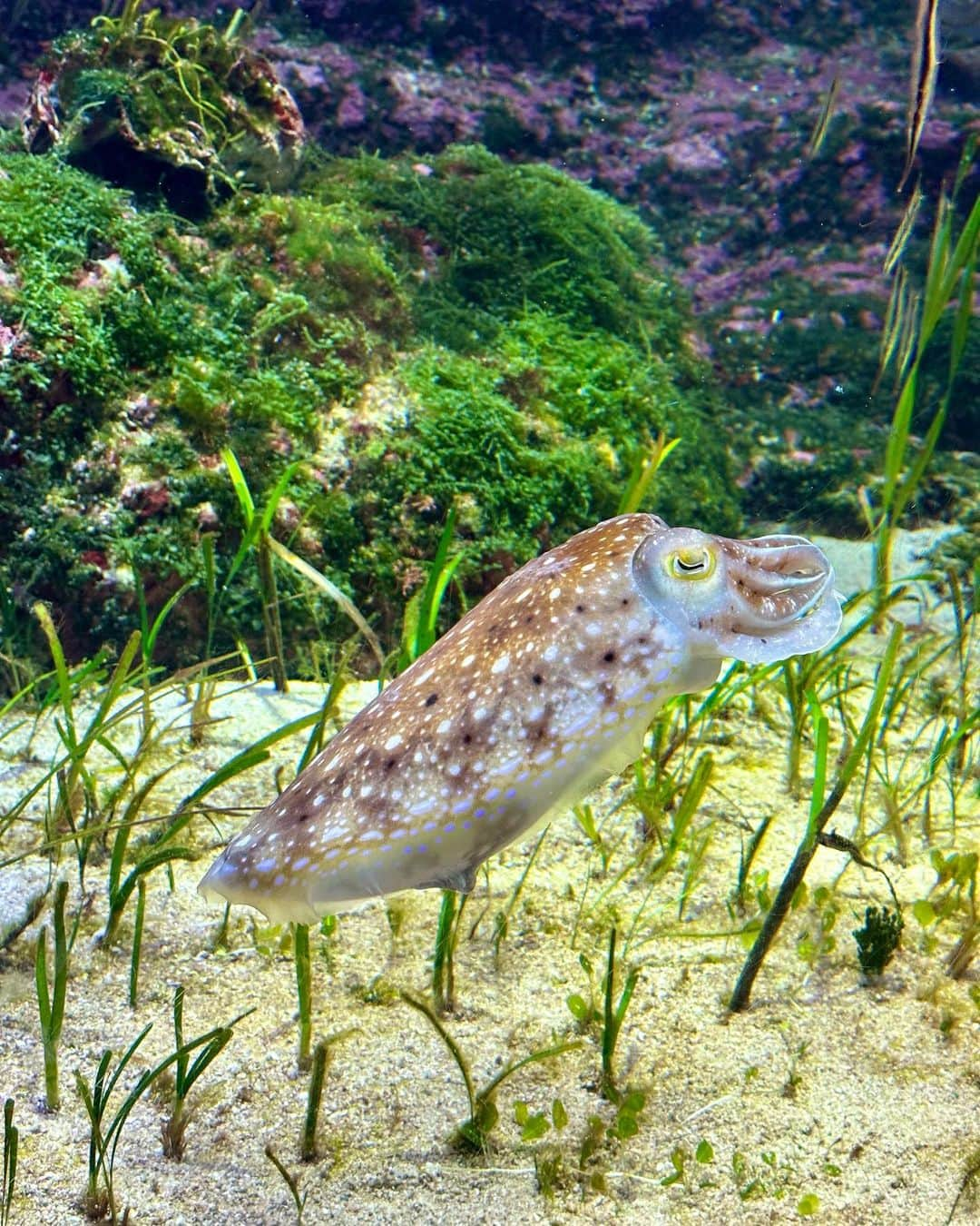 三浦優奈さんのインスタグラム写真 - (三浦優奈Instagram)「【美ら海水族館】  ジンベイザメの立ち泳ぎも 見ることができました👀💕  2枚目のイカさんが1番のお気に入りでした！可愛い😍  #美ら海水族館 #美ら海 #海洋公園 #海洋博公園 #水族館 #aquarium #aqours #ジンベイザメ #サメ #沖縄 #おきなわ #okinawa #okinawatrip #okinawajapan #okinawatravel #travelphotography #travel #旅行 #旅 #resort #リゾート #沖縄旅行 #沖縄県 #沖縄観光スポット #沖縄ポートレート #portrait #photooftheday  #japanese #japanesegirl #japantravel」5月12日 8時53分 - yuna_miura