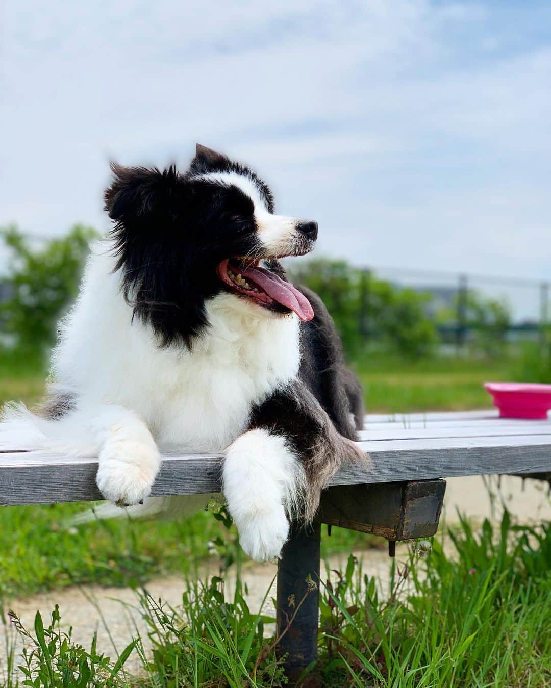 犬バカ部宣伝部長さんのインスタグラム写真 - (犬バカ部宣伝部長Instagram)「もう昼間は暑いですなぁ😅☀️ 水分たくさん取りましょう byそら🐼 ⁡ #犬バカ部 #bordercollie #ボーダーコリー #dog #犬 #白黒 #そら #ふにゃボダ部 #ボダ娘」5月12日 19時50分 - umetaturou