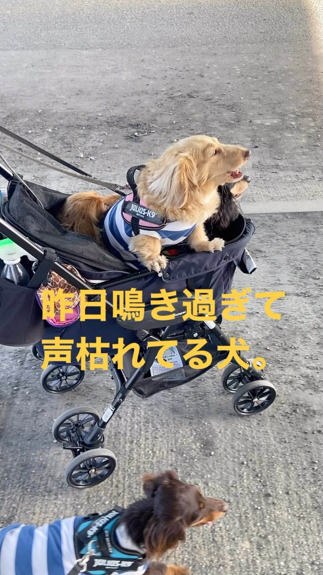 メルロコ一家の楽屋裏のインスタグラム