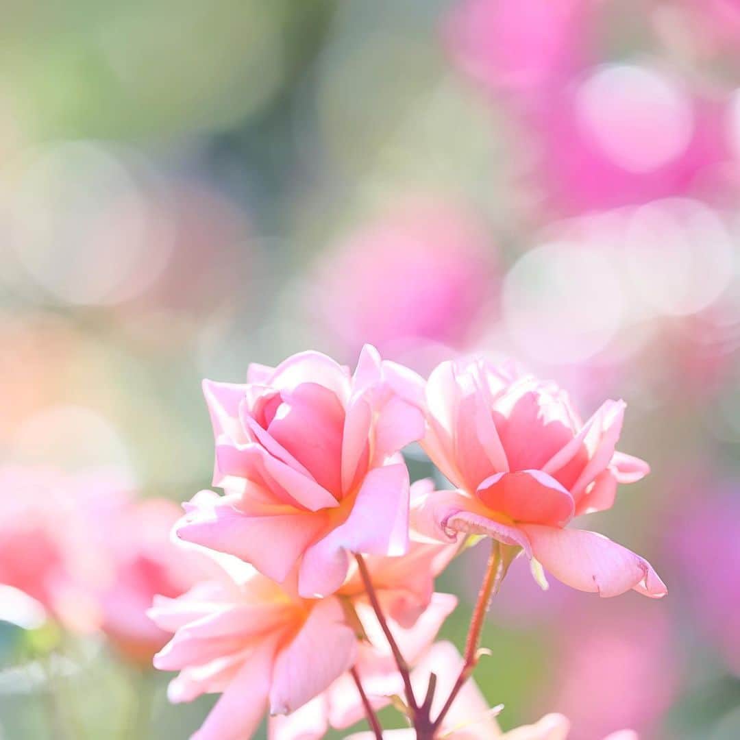 kiccyomuのインスタグラム：「☀️ 2023.05.12 Fri #京成バラ園 #バラ 🌹が見頃📸  明るいと光がキラキラ 光ボケも綺麗でした🤗  location #千葉 ❣️ 📷撮影 2023年5月9日」