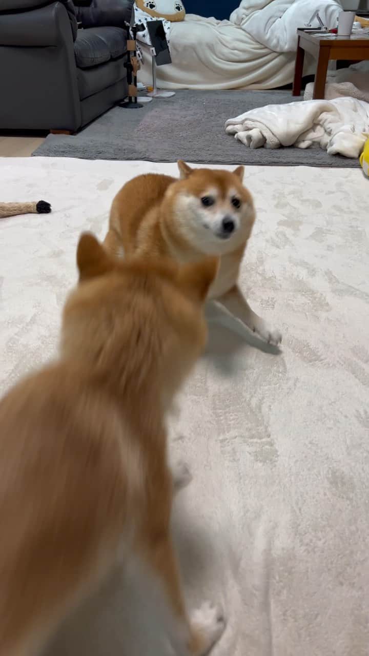 のインスタグラム：「昨日のさにらむ大運動会🐻💨🐶💨 . この動画を撮影する前から ラムちゃんがひとりで走ってて(猛烈に) まだ続くのかなぁと思って撮影始めたら サニーちゃんもスイッチ入ってしまった😆 . #さにらむ劇場 #柴犬#豆柴 #赤柴#豆柴子犬#豆柴多頭飼い #まめしば#しばいぬ#anicas#shiba_snap #shibainu#shiba#mameshiba#shibastagram #豆柴サニーちゃん#豆柴ラムちゃん#さにらむ #さにらむ2023#さにらむどん」