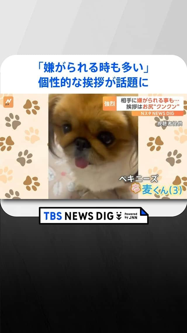 TBS NEWSのインスタグラム：「『相手に嫌がられる時も多い』個性的なワンちゃんの挨拶が話題です。」