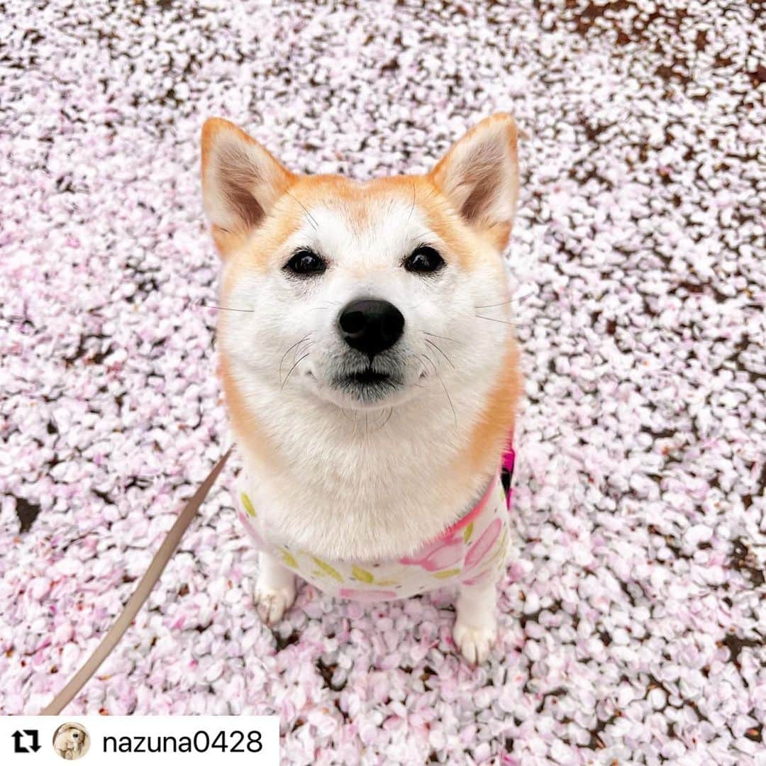 【公式】いぬのきもち・ねこのきもちのインスタグラム：「#Repost @nazuna0428 さんのなずなちゃん。  今年の春の思い出🌸  可愛いピンクの絨毯で嬉しいね☺️  ハッシュタグ #いぬのきもち #ねこのきもち に投稿いただいた可愛い写真をご紹介しています！ 「いぬのきもちWEB　MAGAZINE」、「ねこのきもちWEB MAGAZINE」でもご紹介させていただくことも！  -------------------  .  #いぬ #いぬすたぐらむ #いぬのいる暮らし #いぬのきもち #いぬ好き #犬 #犬好きさんと繋がりたい #犬のいる生活 #犬と暮らす #犬好き #dog #dogsofinstagram #dogstagram  #柴犬 #豆柴」