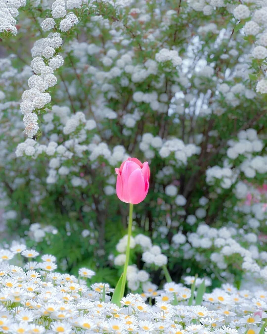 花の写真館のインスタグラム：「Photo by @sugisai332. https://instagram.com/sugisai332/ . Original Post[投稿いただいたURL] https://www.instagram.com/p/CsAxf4-B0Ab/ . 本アカウントは、 #私の花の写真 をつけてInstagramに投稿された皆さまの花の写真や、「花の写真館」Facebookページで投稿された花の写真を紹介します。 「花の写真館」Facebookページは、「 @floral.photograph 」のプロフィールにあるURLからご覧ください。 . ※各種法令、マナー、関係者の指示に従った撮影をお願いします。 *Please ensure that your photography adheres to all relevant laws, etiquette, and instructions issued by authorized persons. ※本アカウントは東京カメラ部がFacebook、Instagramのサービスを利用して運営しているもので、Meta社・Instagramとは一切関係ありません。 . #花の写真館 #floralphotograph #floralphoto #flower #flowers Follow: @floral.photograph」
