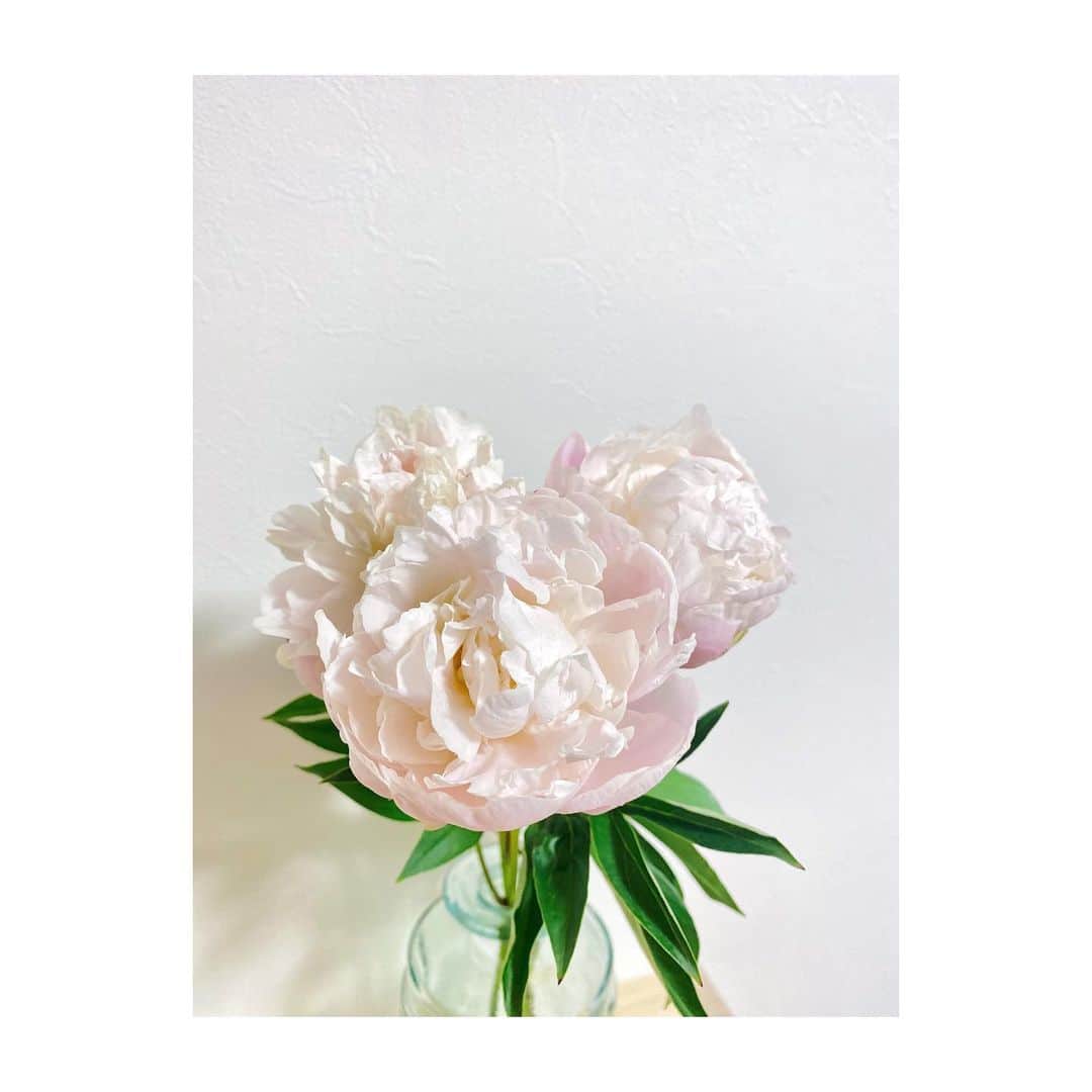 大島璃音さんのインスタグラム写真 - (大島璃音Instagram)「芍薬、無事に咲きました。  たまに蕾のままうまく咲かなかったりするので綺麗に咲いてくれるとホッとします😌  良い香り♡」5月12日 19時38分 - rinon_ohshima