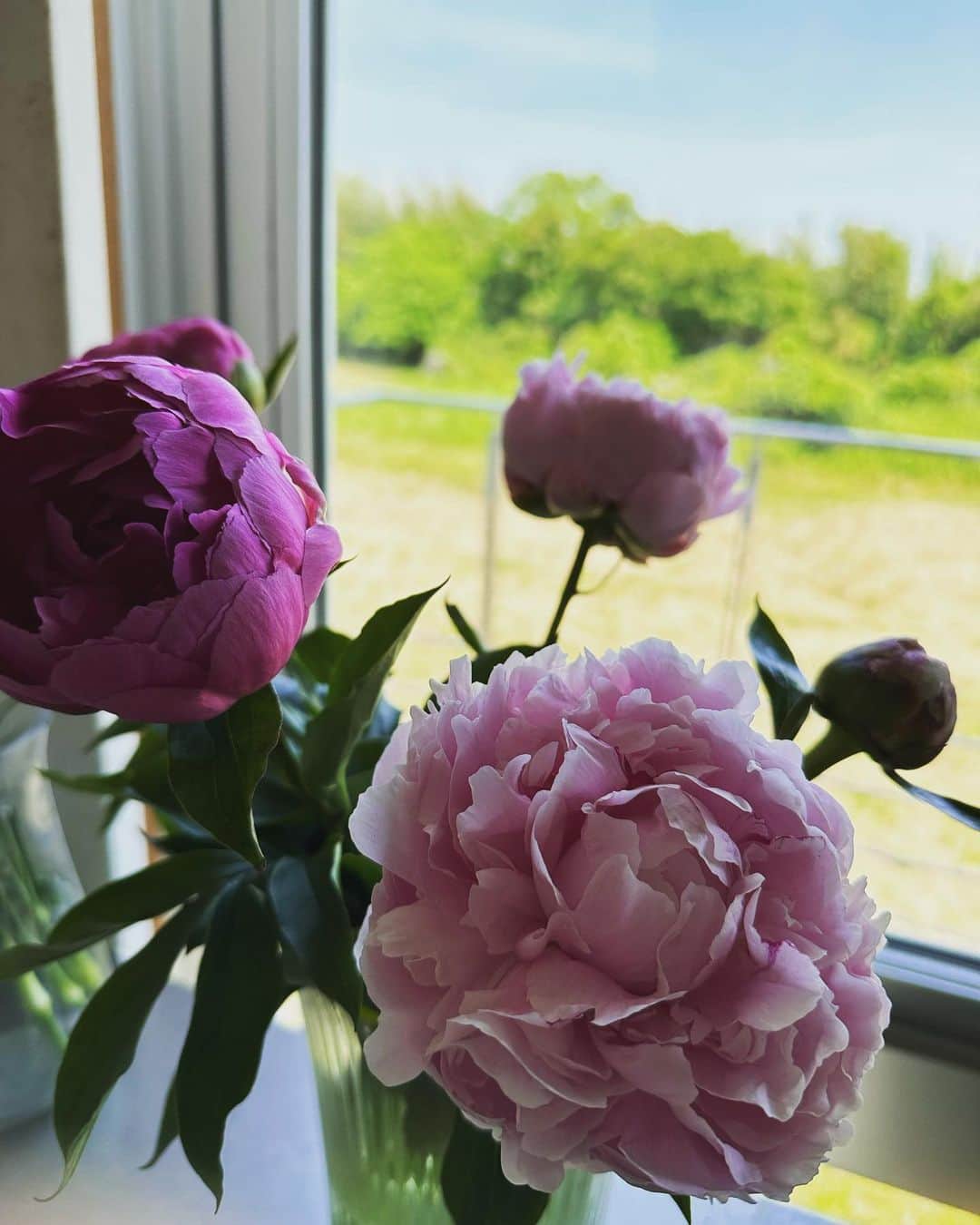 二ノ宮知子さんのインスタグラム写真 - (二ノ宮知子Instagram)「庭にも芍薬を植えようと思っている。」5月12日 10時46分 - tomokoninomiyaa