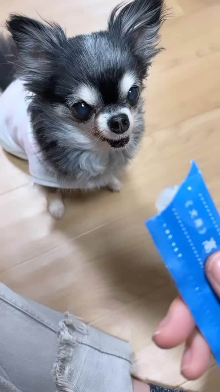 MIHOのインスタグラム：「ワンコ🐕🐕‍🦺高濃度水素ゼリー  いつもおいしく食べてもらってるのですが  おっ！  ふるさと納税でもみつけたので、ポチリ☺︎  @shinryo_healthcare_official   え？早いもので12歳のちびギャルとルビィ  寝る時間は長くなったものの まだまだ元気で 先代のギャルの歳を追い越した  忙しくなって会えなくなると  写真や動画をみたりしちゃったり  @madebyacco  につくってもらった ちびぐるみに話しかける☺︎  え？あぶない？  😹  2匹にはいつまでも元気でいて欲しいから、ご飯とご褒美オヤツに高濃度水素ゼリーを  私ももそうですが、体の中に染み渡らせるお水と酸素は大事にしてることの一つ  私は疲れた時に食べてます  安心してください、人間用ですw  昨日もメンテナンスに水素を吸い、朝一杯の温泉水を  さ、お散歩、お散歩☺︎  #高濃度水素ゼリー  #犬用サプリ #犬用おやつ #シニア犬 #健康 #チワワ #chifuafua  #ちびギャルとルビィ」