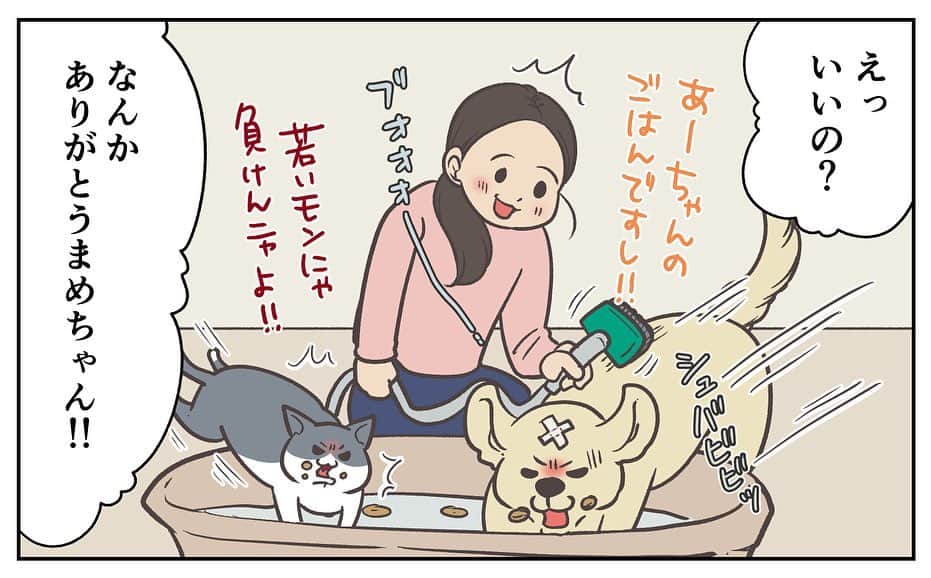 餅付きなこさんのインスタグラム写真 - (餅付きなこInstagram)「ブラッシングしたお毛毛をそのまま吸引してくれる、掃除機とブラシが一緒になったようなのを使ってます。  アイビーは初め、その可動音が怖かった時があっておやつで誘ってもなかなかそばに来てくれなかったんですが、まめちゃんがおやつを食べ始めたら一変❣️  すぐさまやってきて仲良くおやつを食べてる時にささっとブラッシングしちゃいました♡ まめちゃん、ナイスヘルプ！  まめちゃんの、猫の手ならぬ猫の胃袋を借りちゃった出来事でした🎵  猫ちゃんがワンちゃんよりも食いしん坊なのって、ちょっとイメージと違ってて面白いですね☺️  #漫画 #イラスト #犬漫画 #絵日記 #エッセイ漫画 #コミックエッセイ#マンガ #日常漫画 #ゴールデンレトリバー #goldenretriever #ゴールデンレトリーバー #犬と生活 #4コマ漫画 #犬 #dog #dogstagram #instadog #わんこ #ふわもこ部 #いぬ #ilovemydog #いぬのきもち #大型犬 #大型犬のいる生活 #まめとアーティ #餅付きなこ #おさんぽですし！」5月12日 11時51分 - kinakomochitsuki