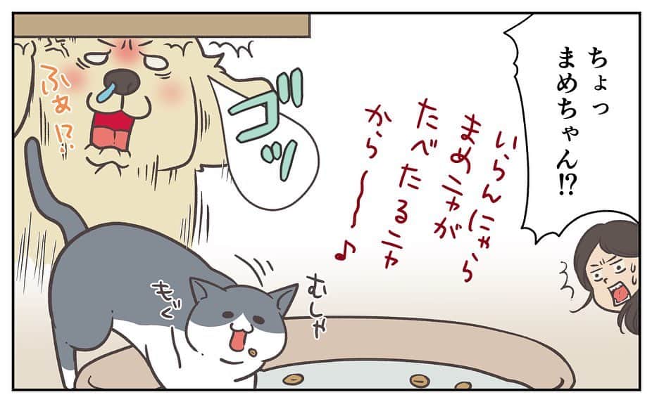 餅付きなこさんのインスタグラム写真 - (餅付きなこInstagram)「ブラッシングしたお毛毛をそのまま吸引してくれる、掃除機とブラシが一緒になったようなのを使ってます。  アイビーは初め、その可動音が怖かった時があっておやつで誘ってもなかなかそばに来てくれなかったんですが、まめちゃんがおやつを食べ始めたら一変❣️  すぐさまやってきて仲良くおやつを食べてる時にささっとブラッシングしちゃいました♡ まめちゃん、ナイスヘルプ！  まめちゃんの、猫の手ならぬ猫の胃袋を借りちゃった出来事でした🎵  猫ちゃんがワンちゃんよりも食いしん坊なのって、ちょっとイメージと違ってて面白いですね☺️  #漫画 #イラスト #犬漫画 #絵日記 #エッセイ漫画 #コミックエッセイ#マンガ #日常漫画 #ゴールデンレトリバー #goldenretriever #ゴールデンレトリーバー #犬と生活 #4コマ漫画 #犬 #dog #dogstagram #instadog #わんこ #ふわもこ部 #いぬ #ilovemydog #いぬのきもち #大型犬 #大型犬のいる生活 #まめとアーティ #餅付きなこ #おさんぽですし！」5月12日 11時51分 - kinakomochitsuki