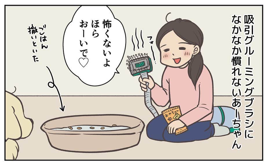 餅付きなこさんのインスタグラム写真 - (餅付きなこInstagram)「ブラッシングしたお毛毛をそのまま吸引してくれる、掃除機とブラシが一緒になったようなのを使ってます。  アイビーは初め、その可動音が怖かった時があっておやつで誘ってもなかなかそばに来てくれなかったんですが、まめちゃんがおやつを食べ始めたら一変❣️  すぐさまやってきて仲良くおやつを食べてる時にささっとブラッシングしちゃいました♡ まめちゃん、ナイスヘルプ！  まめちゃんの、猫の手ならぬ猫の胃袋を借りちゃった出来事でした🎵  猫ちゃんがワンちゃんよりも食いしん坊なのって、ちょっとイメージと違ってて面白いですね☺️  #漫画 #イラスト #犬漫画 #絵日記 #エッセイ漫画 #コミックエッセイ#マンガ #日常漫画 #ゴールデンレトリバー #goldenretriever #ゴールデンレトリーバー #犬と生活 #4コマ漫画 #犬 #dog #dogstagram #instadog #わんこ #ふわもこ部 #いぬ #ilovemydog #いぬのきもち #大型犬 #大型犬のいる生活 #まめとアーティ #餅付きなこ #おさんぽですし！」5月12日 11時51分 - kinakomochitsuki